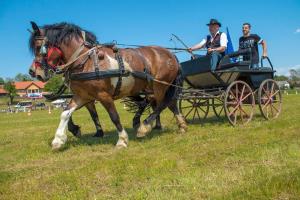 Utrinki iz 2. mednarodnega srečanja kočij in kočijažev na Grabah (8.5.2016) 3